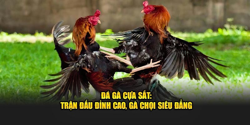 Đá Gà Cựa Sắt - Trận Đấu Đỉnh Cao, Gà Chọi Siêu Đẳng