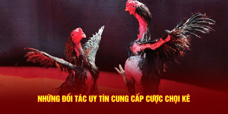 Những đối tác uy tín cung cấp cược chọi kê