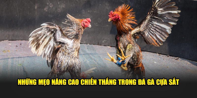 Những mẹo nâng cao chiến thắng trong đá gà cựa sắt 