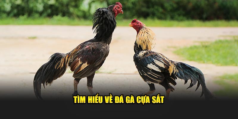 Tìm hiểu về đá gà cựa sắt