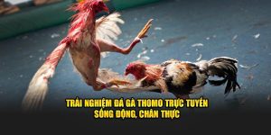  Đá Gà Thomo - Trải Nghiệm Trực Tuyến Sống Động, Chân Thực